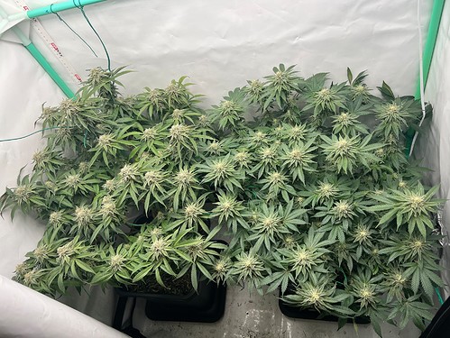 Growreport Bild 9