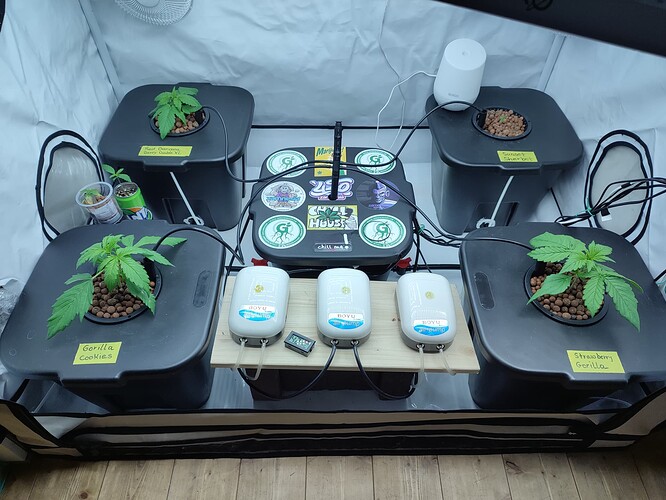 Growreport Bild 32
