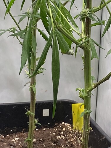 Growreport Bild 4
