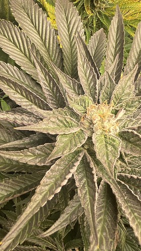 Growreport Bild 10
