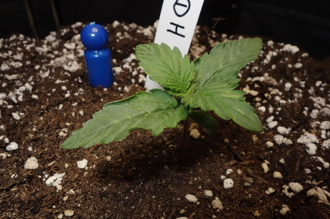 Growreport Bild 11