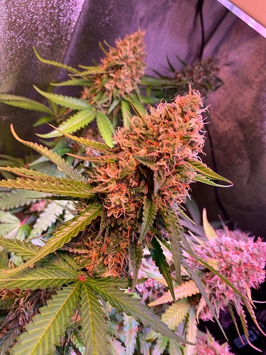 Growreport Bild 41