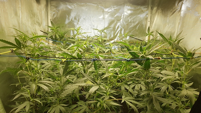 Growreport Bild 5