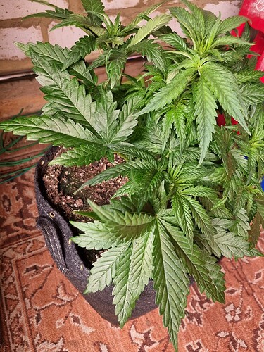 Growreport Bild 25