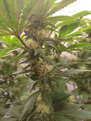 Growreport Bild 3