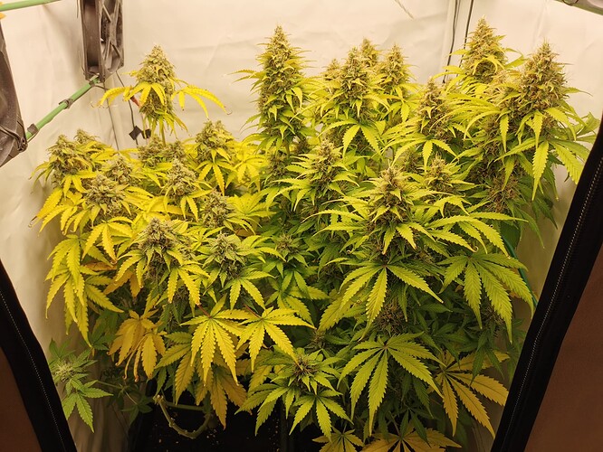 Growreport Bild 11