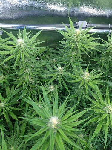 Growreport Bild 7