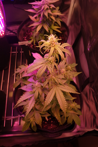 Growreport Bild 46
