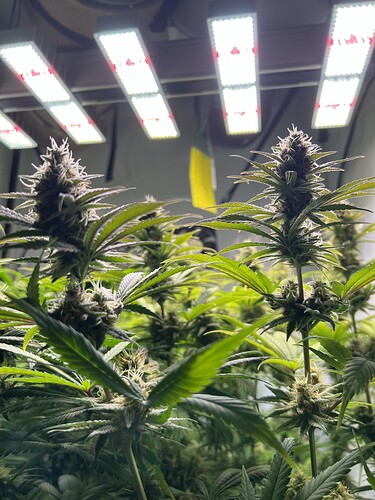 Growreport Bild 8
