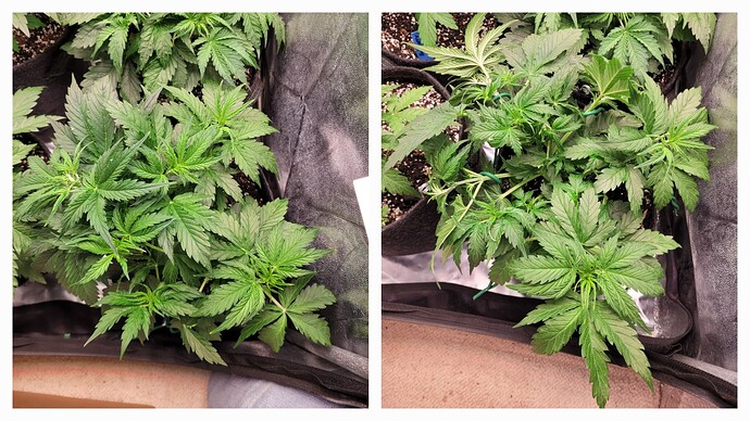 Growreport Bild 7