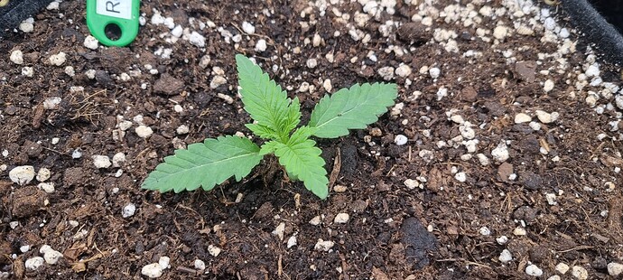Growreport Bild 13