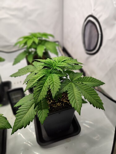 Growreport Bild 4