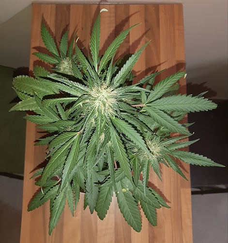 Growreport Bild 5