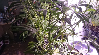 Growreport Bild 18