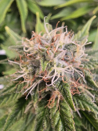 Growreport Bild 5