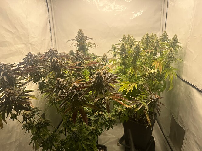 Growreport Bild 5