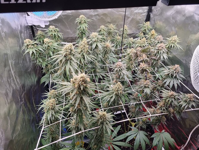 Growreport Bild 7