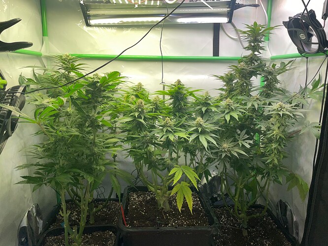Growreport Bild 1