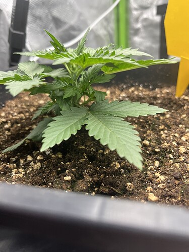 Growreport Bild 15