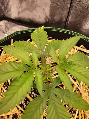 Growreport Bild 5