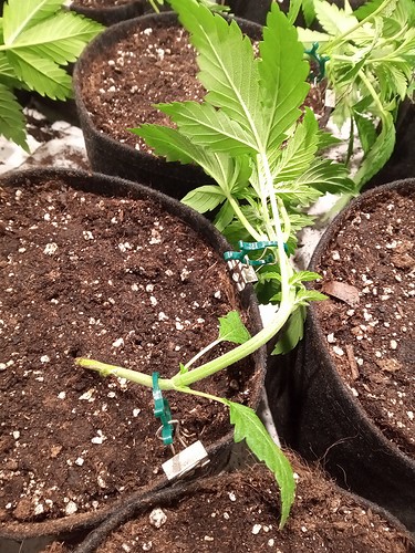 Growreport Bild 13