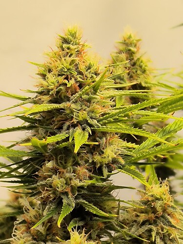 Growreport Bild 8