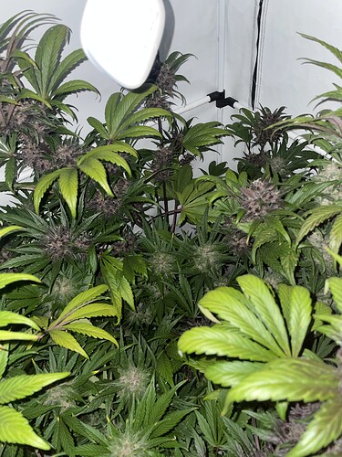 Growreport Bild 2