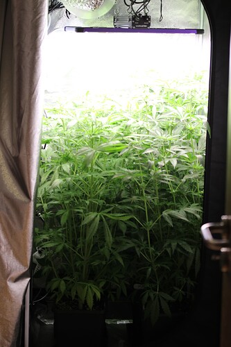 Growreport Bild 1