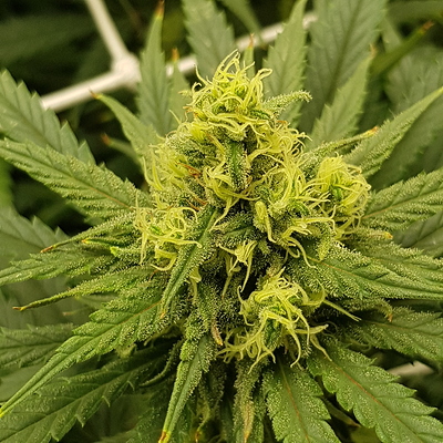 Growreport Bild 9