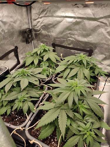 Growreport Bild 2