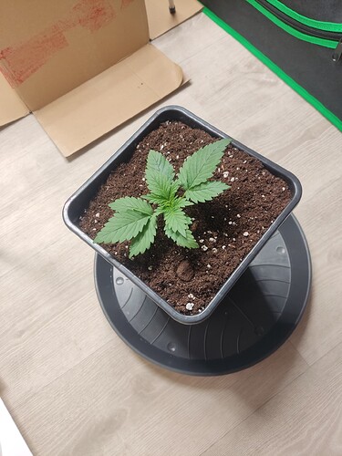 Growreport Bild 7