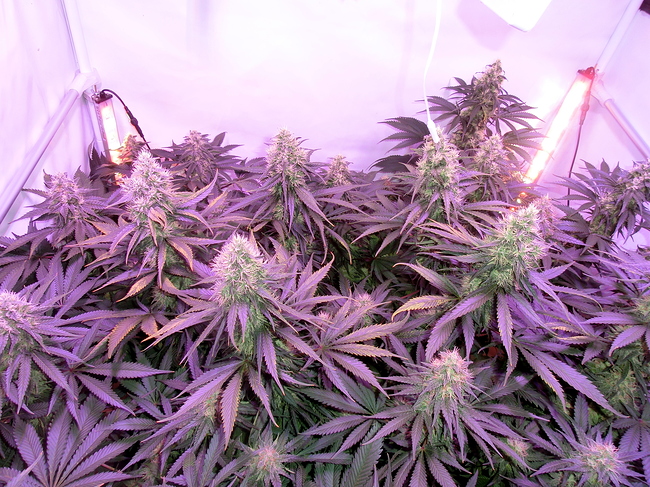 Growreport Bild 8