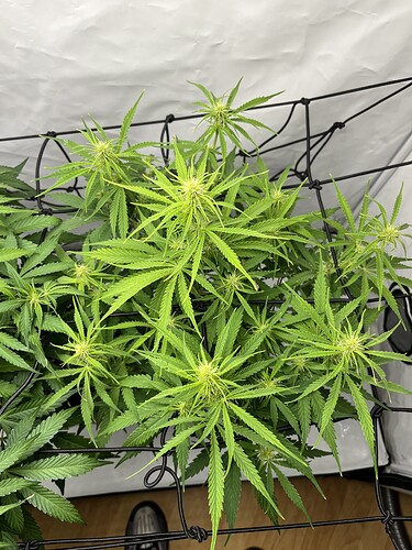 Growreport Bild 15