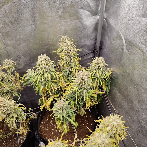 Growreport Bild 16