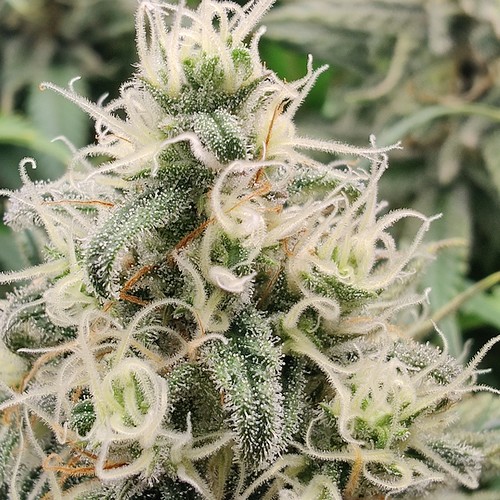Growreport Bild 16
