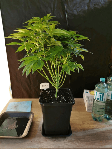 Growreport Bild 4