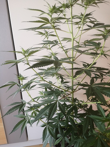 Growreport Bild 2