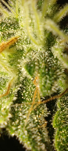 Growreport Bild 5