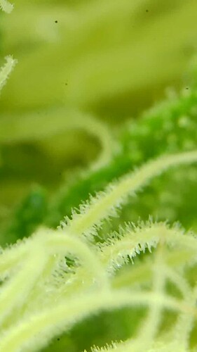 Growreport Bild 45