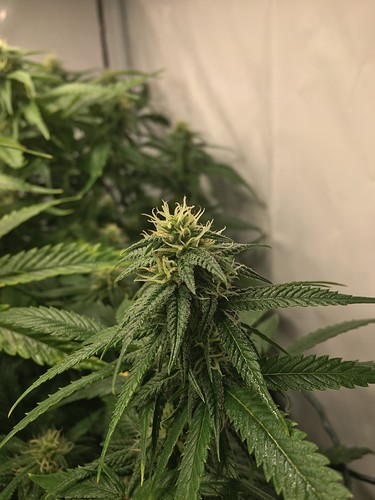 Growreport Bild 6