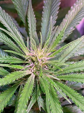 Growreport Bild 32