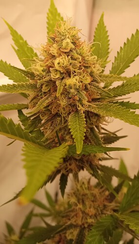 Growreport Bild 8