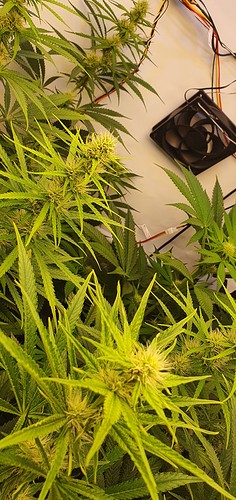 Growreport Bild 3