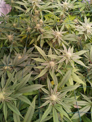 Growreport Bild 5