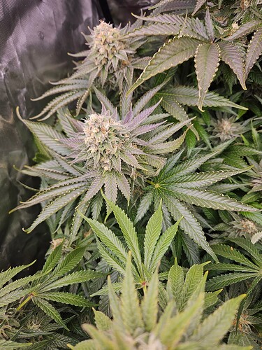 Growreport Bild 27