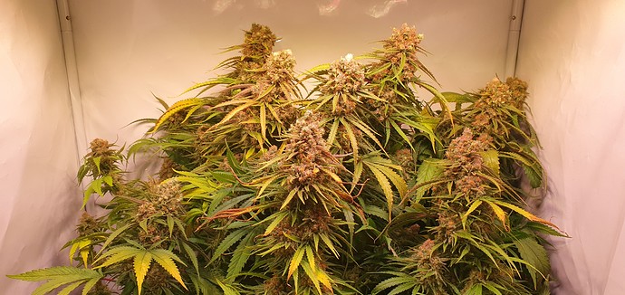 Growreport Bild 7