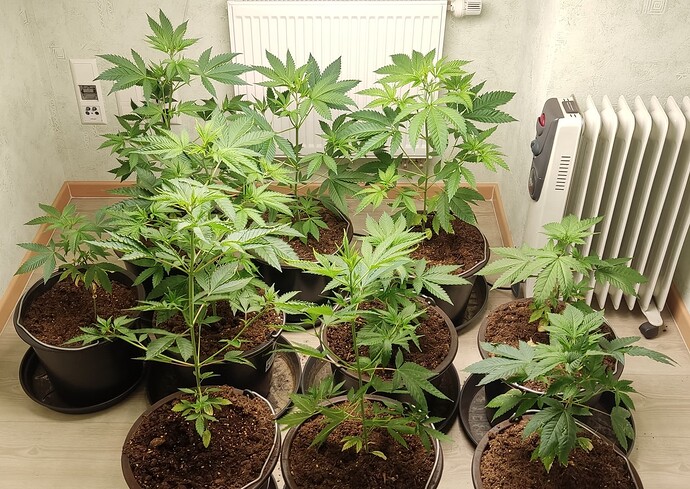 Growreport Bild 3