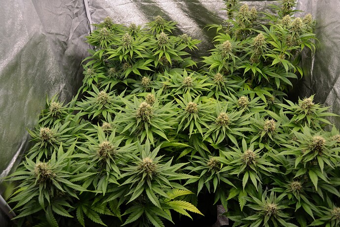Growreport Bild 1