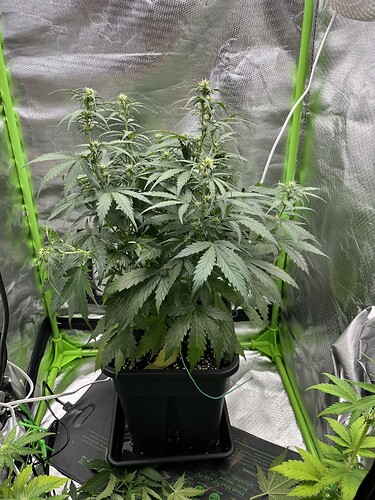 Growreport Bild 5