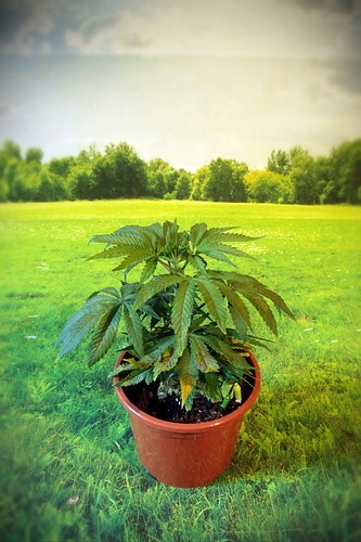 Growreport Bild 6